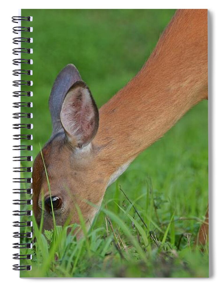 Deer Spiral Notebook featuring the photograph Deer 25 by Cassie Marie Photography