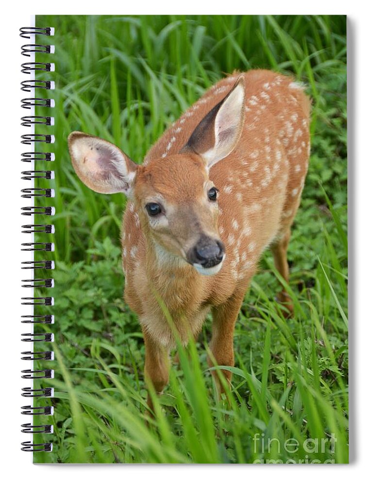 Deer Spiral Notebook featuring the photograph Deer 42 by Cassie Marie Photography