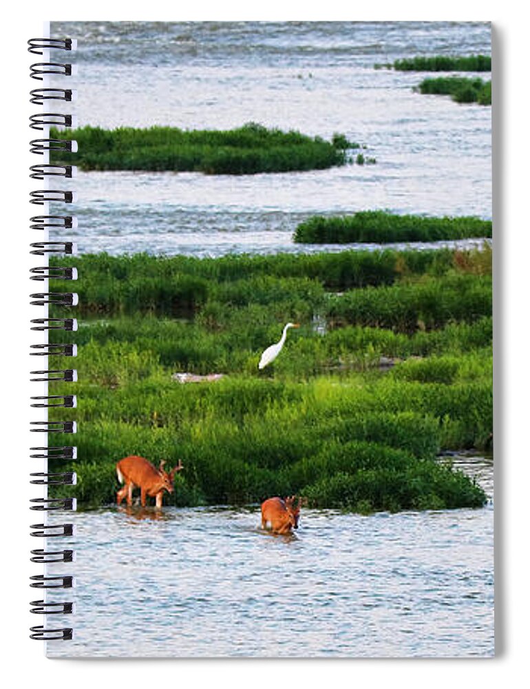 Deer Spiral Notebook featuring the photograph Deer Crossing Maumee River at Farnsworth Park 4983 by Jack Schultz