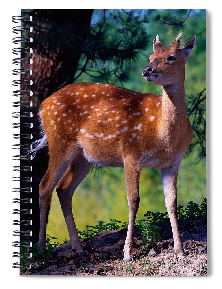 Deer Spiral Notebook featuring the photograph Deer in the woods by Nick Biemans