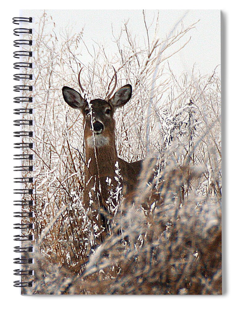 Wildlife Spiral Notebook featuring the photograph Deer in Winter by William Selander