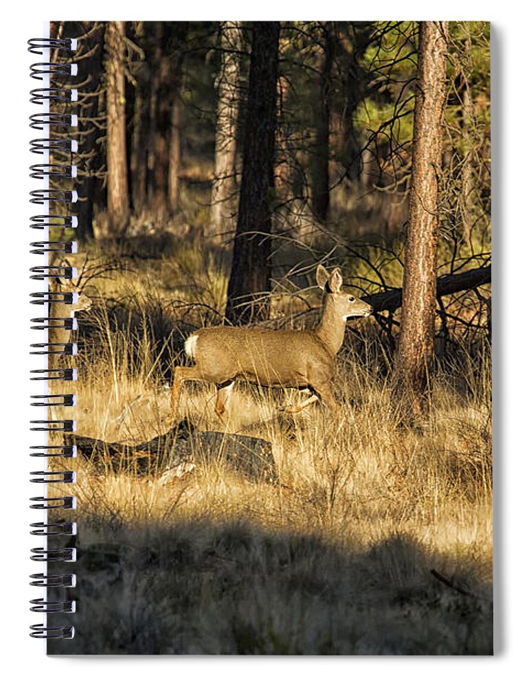 Deer Spiral Notebook featuring the photograph Deer on the Run by Belinda Greb