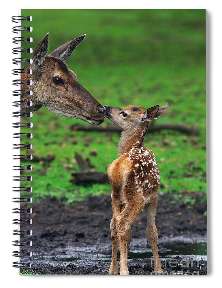 Deer Spiral Notebook featuring the photograph Deer with just born calf by Nick Biemans