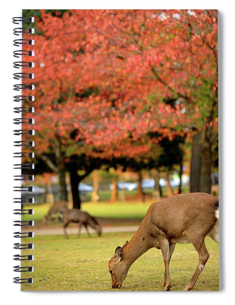 Grass Spiral Notebook featuring the photograph Deers In Nara Under Read Leaves by Wilfred Y Wong