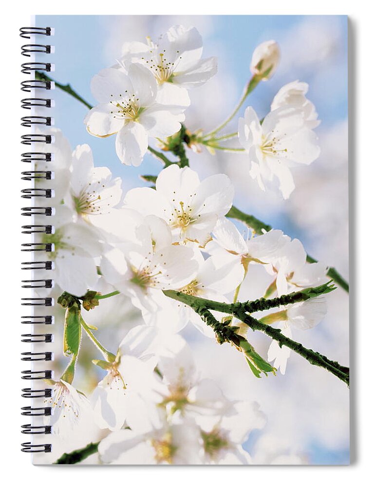Cjerry Blossom Spiral Notebook featuring the photograph Delicate cherry blossoms and blue sky by Ulrich Kunst And Bettina Scheidulin