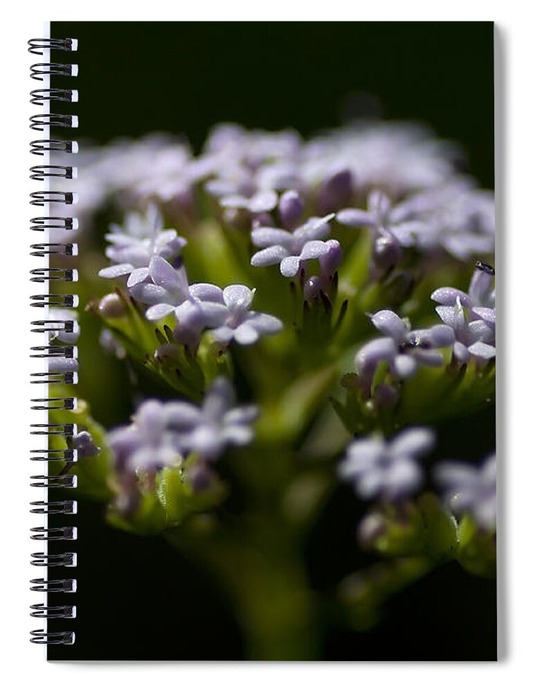 Floral Spiral Notebook featuring the photograph delicate - A tender and tiny flower in a black background by Pedro Cardona Llambias