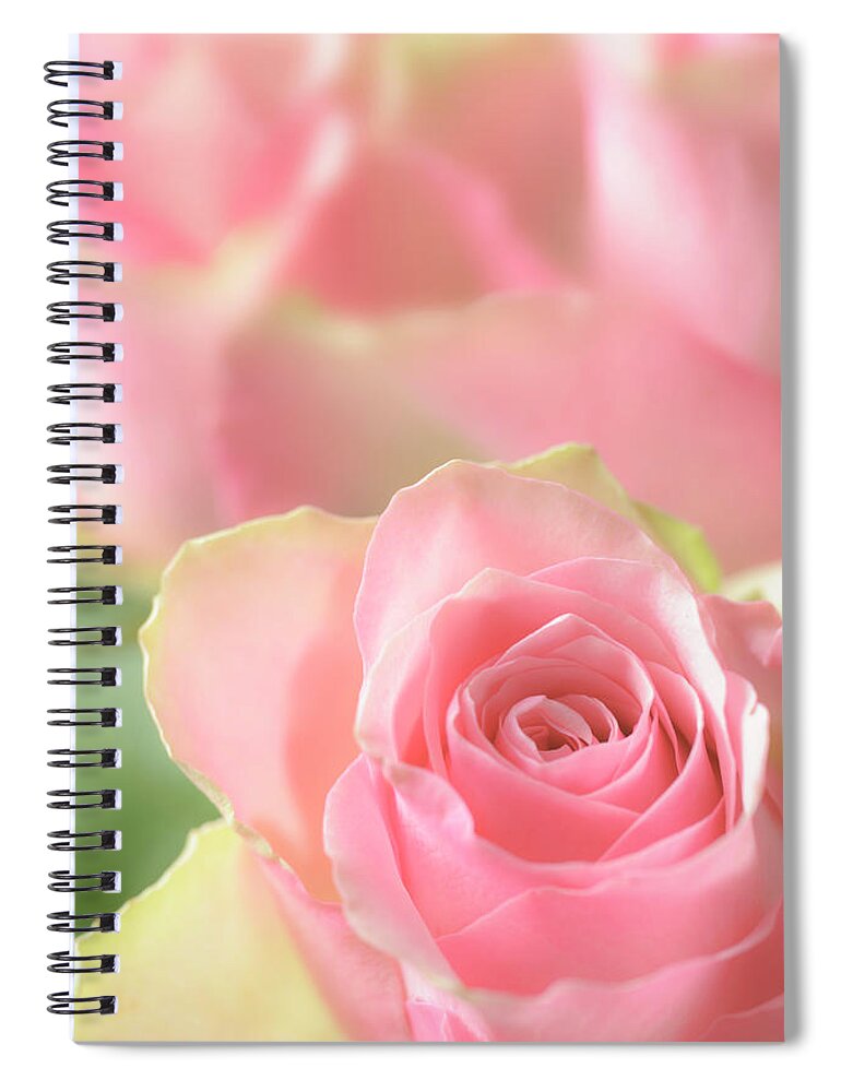 Fragility Spiral Notebook featuring the photograph Delicate Soft Pink Rose With More Roses by Ekspansio