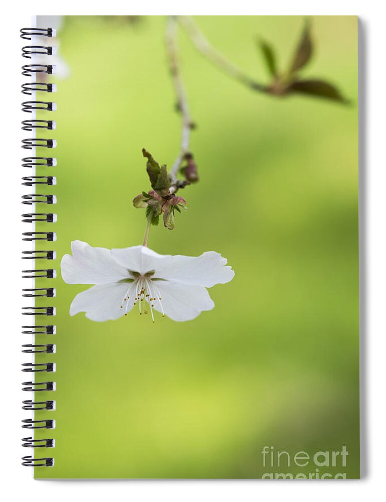 Prunus Incisa Spiral Notebook featuring the photograph Delicate by Tim Gainey