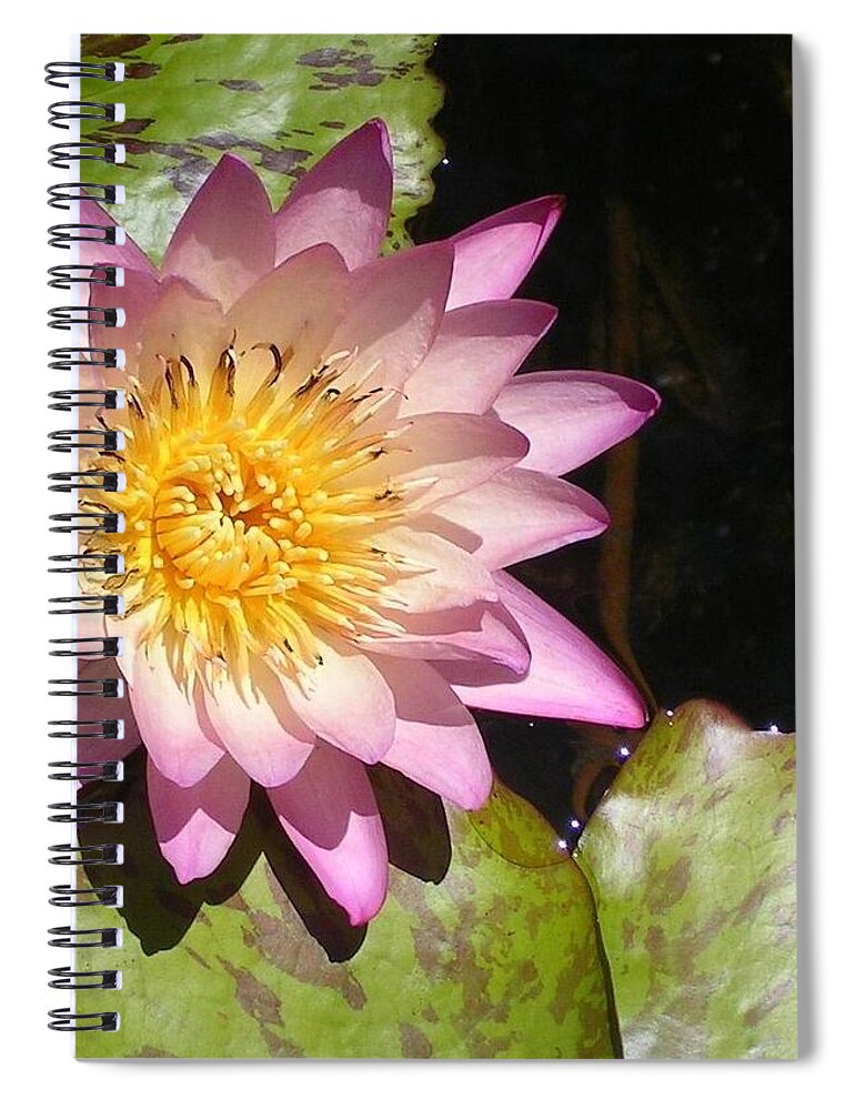 Water Lily Spiral Notebook featuring the photograph Delicate Transplant by John Glass