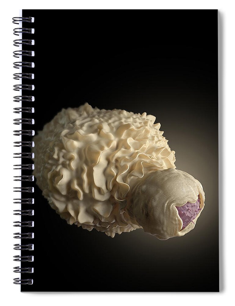 Science Spiral Notebook featuring the photograph Dendritic Cell Engulfing Hiv-infected T by Science Source