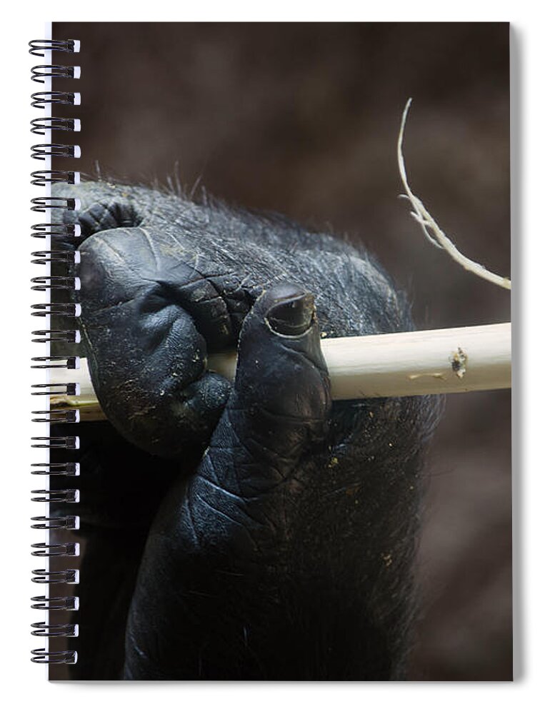 Gorilla Hand Spiral Notebook featuring the photograph Dexterity by Rebecca Sherman