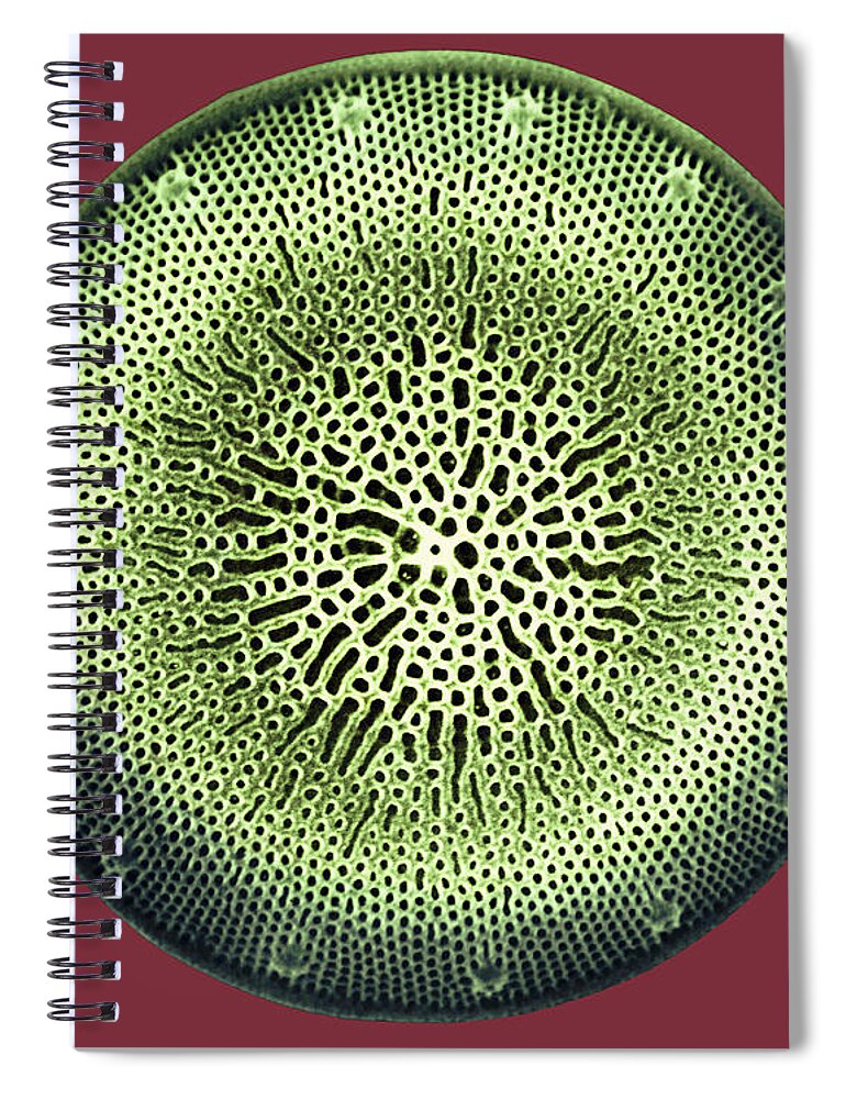 Algae Spiral Notebook featuring the photograph Diatom by Dee Breger