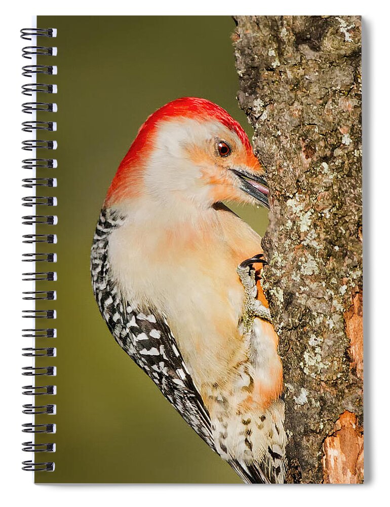 Woodpecker Spiral Notebook featuring the photograph Diggin by Bill Wakeley