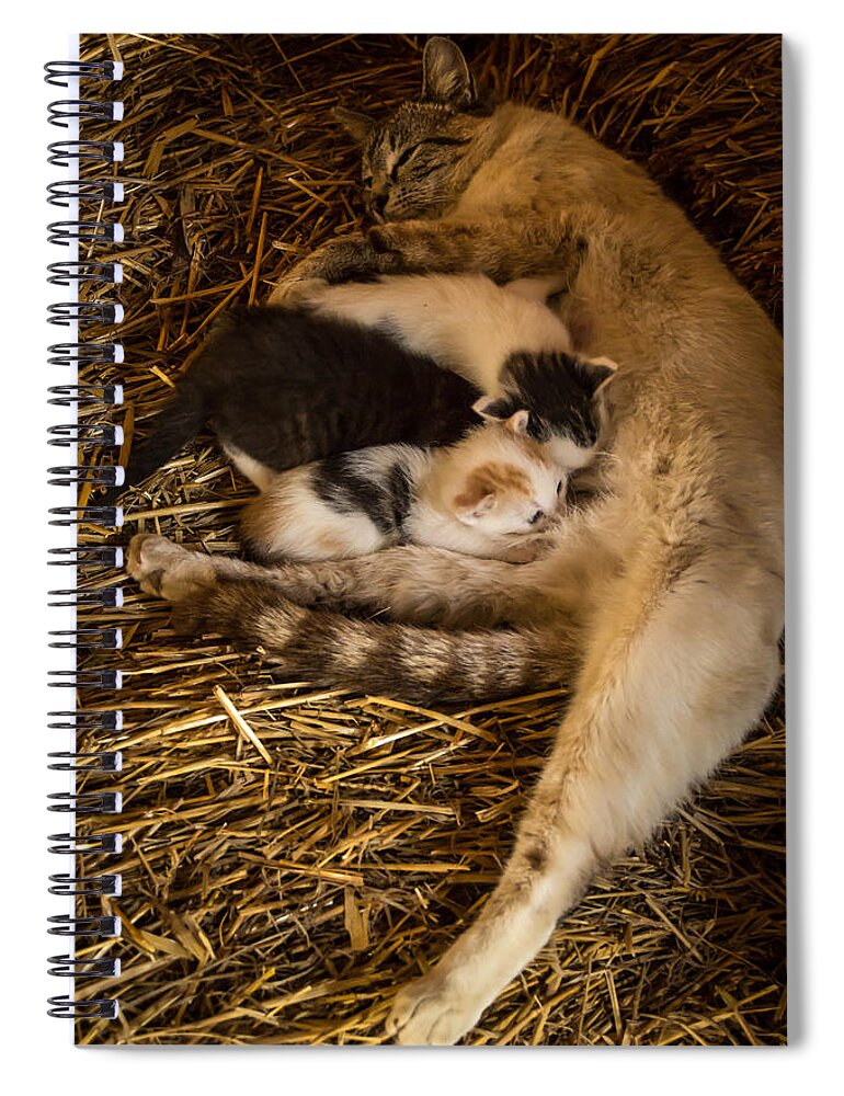 Jay Stockhaus Spiral Notebook featuring the photograph Dinner Time by Jay Stockhaus