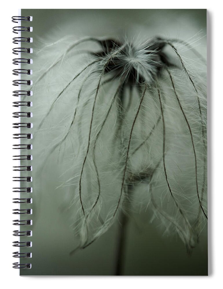 Dandelion Spiral Notebook featuring the photograph Discarded Dreams by Shane Holsclaw