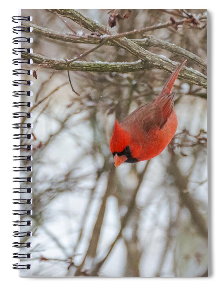 Jan Holden Spiral Notebook featuring the photograph Diving Cardinal by Holden The Moment