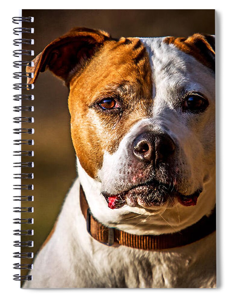 Dog Spiral Notebook featuring the photograph Dixie Doodle the Pit Bull by Eleanor Abramson