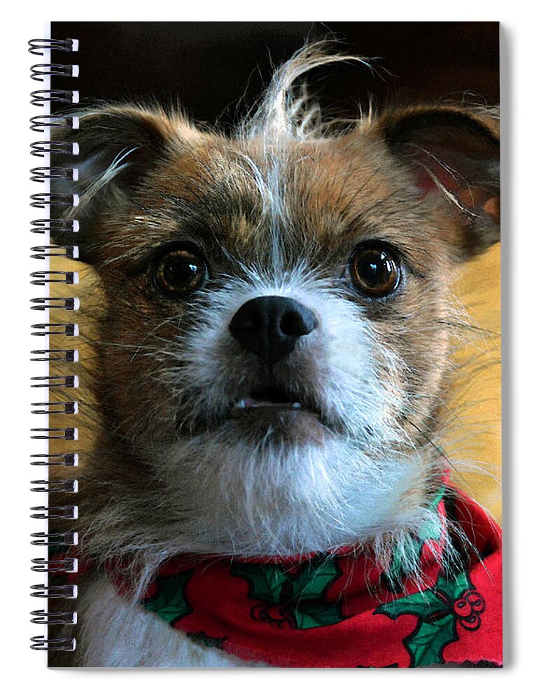 Dog Spiral Notebook featuring the photograph Do You Hear What I Hear by Catherine Sherman