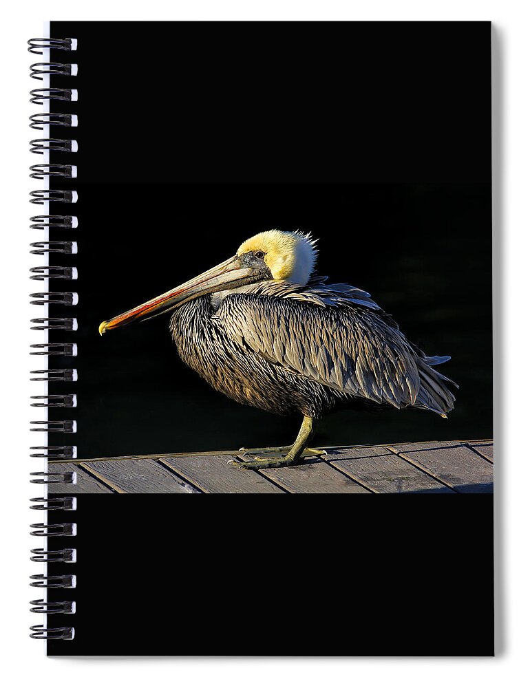 Brown Pelican Spiral Notebook featuring the photograph Dockmaster - Brown Pelican by HH Photography of Florida