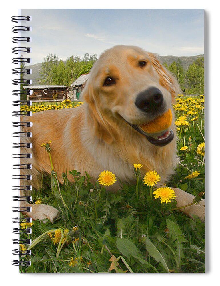Puppy Spiral Notebook featuring the photograph Dog Ball and Dandelions by Allan Van Gasbeck