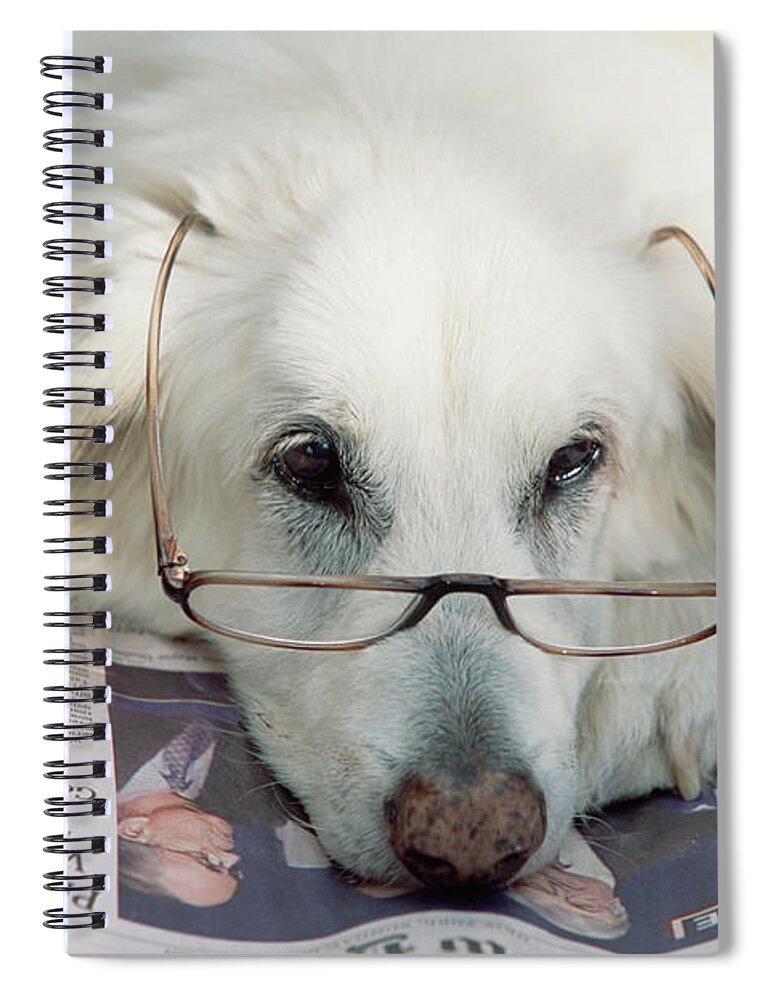 00341804 Spiral Notebook featuring the photograph Dog and the News by Yva Momatiuk John Eastcott