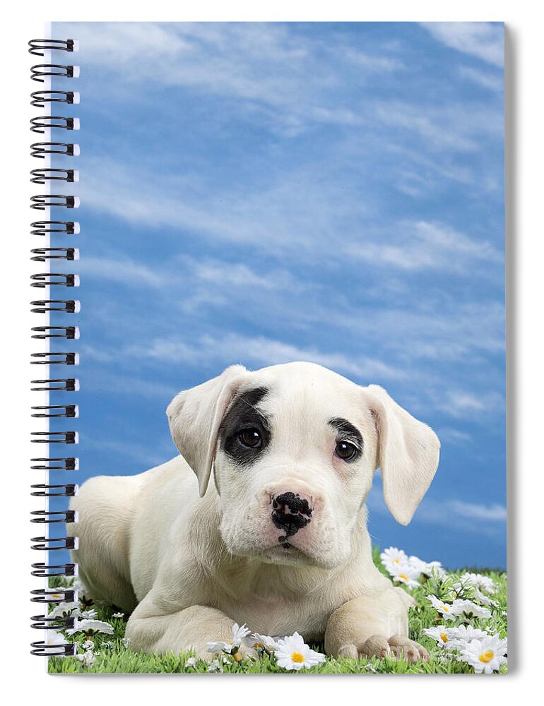 Dog Spiral Notebook featuring the photograph Dogo Argentino Puppy by Jean-Michel Labat