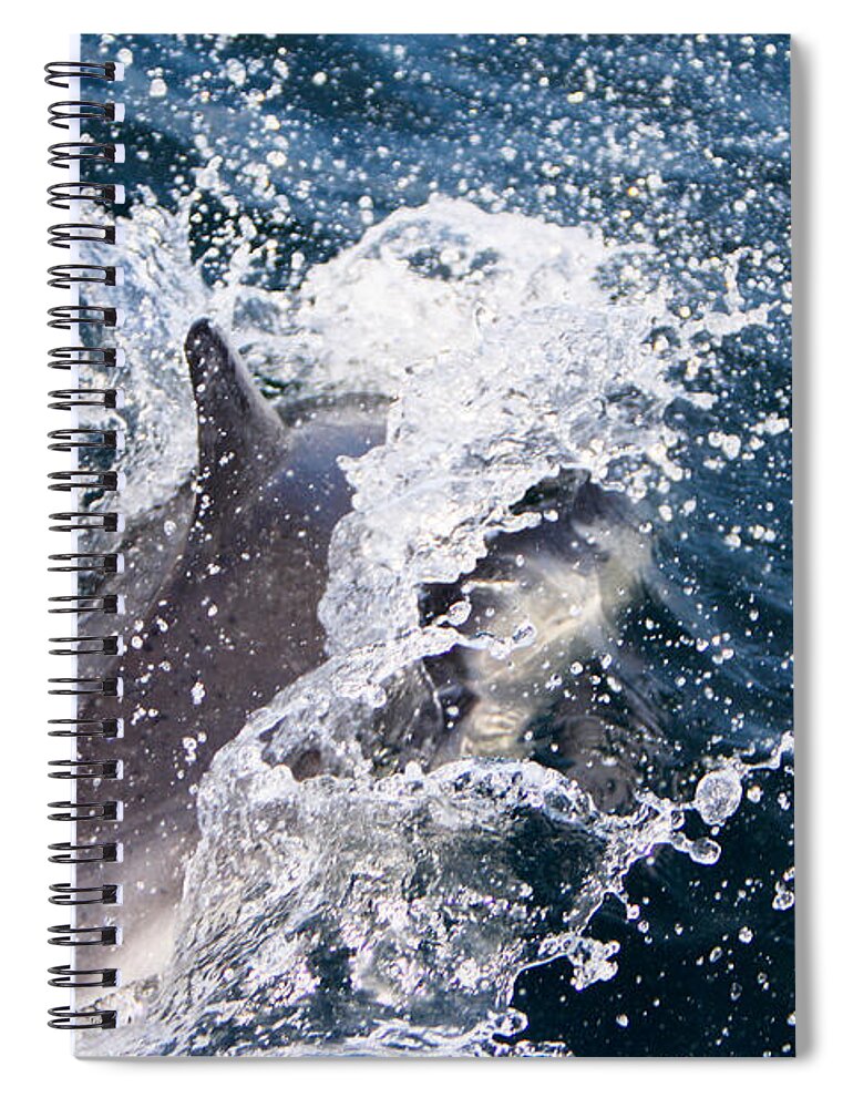 Animal Spiral Notebook featuring the photograph Dolphin Splash by John Wadleigh