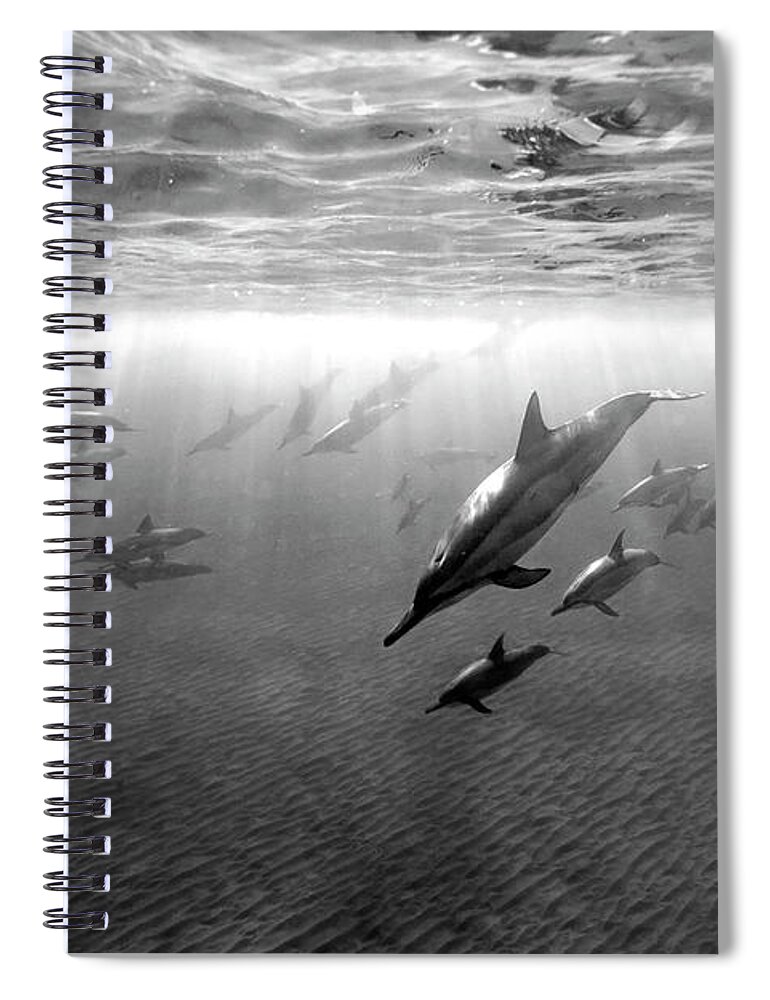 Group Spiral Notebook featuring the photograph Dolphins at dawn by Artesub