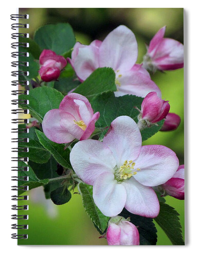 Door County Spiral Notebook featuring the photograph Door County Apple Blossoms by David T Wilkinson
