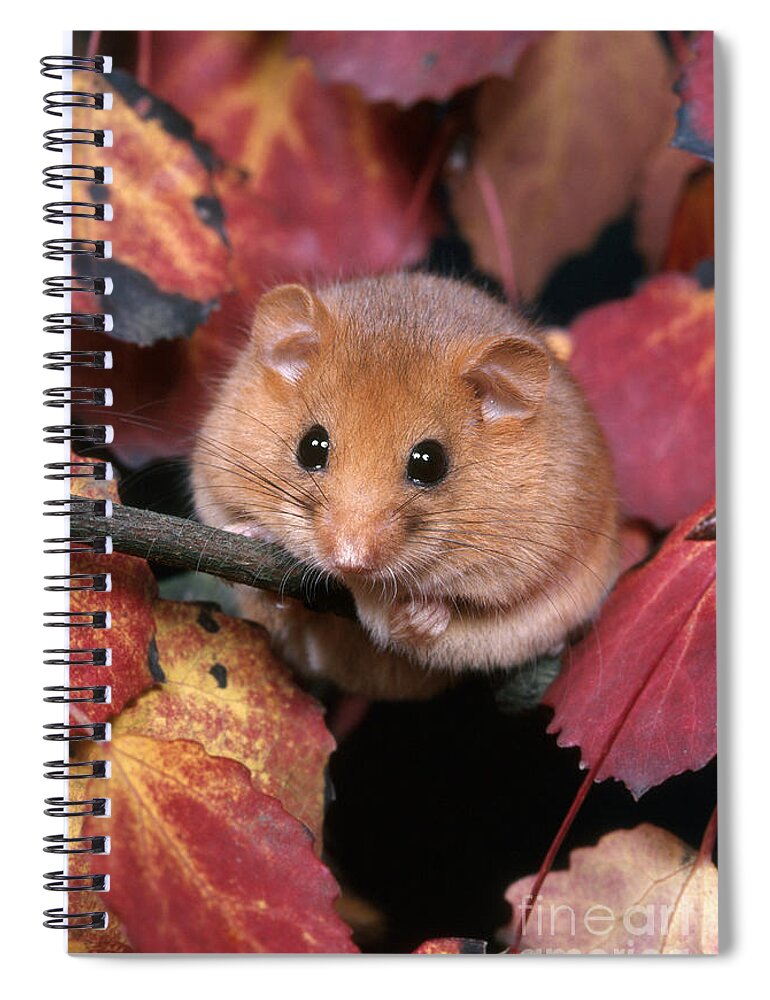 Common Dormouse Spiral Notebook featuring the photograph Dormouse by Hans Reinhard