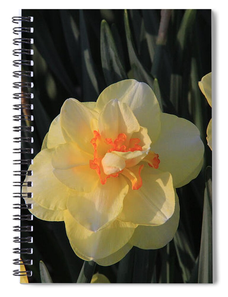 Daffodils Spiral Notebook featuring the photograph Double Daffodils by Anne Nordhaus-Bike