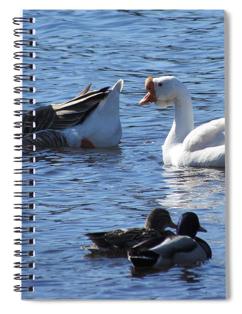 Birds Spiral Notebook featuring the photograph Double Dating by David T Wilkinson