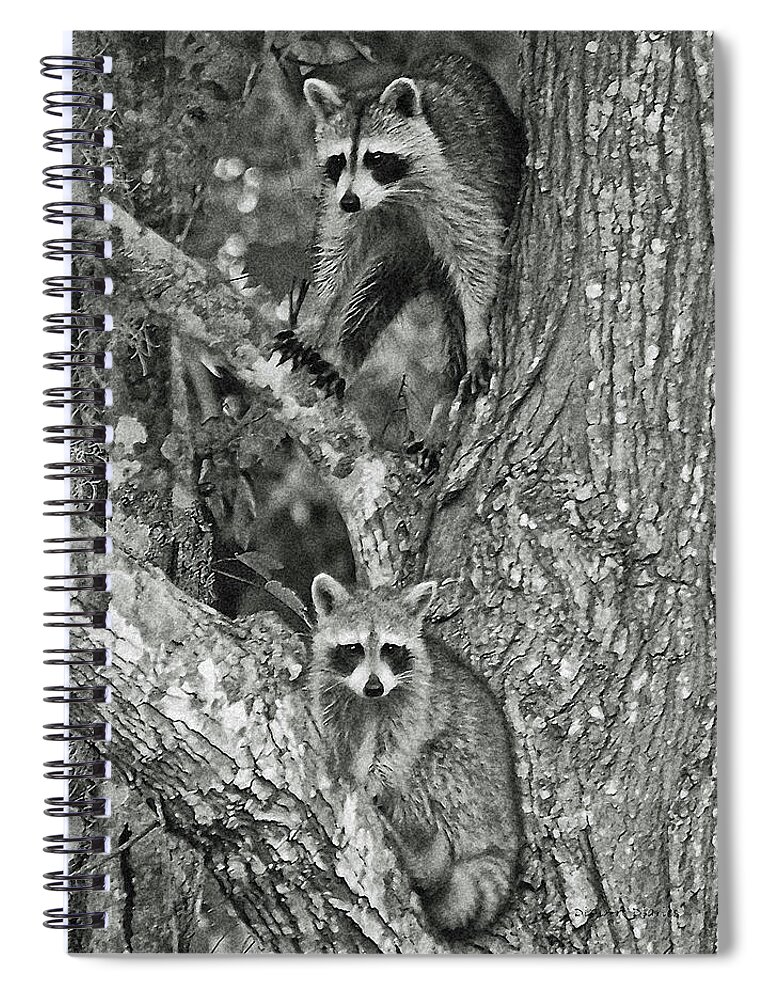Racoons Spiral Notebook featuring the digital art Double Trouble by DigiArt Diaries by Vicky B Fuller