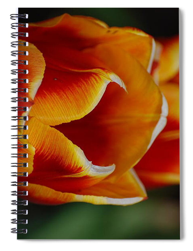 Tulip Spiral Notebook featuring the photograph Double Vision by Kathy Paynter
