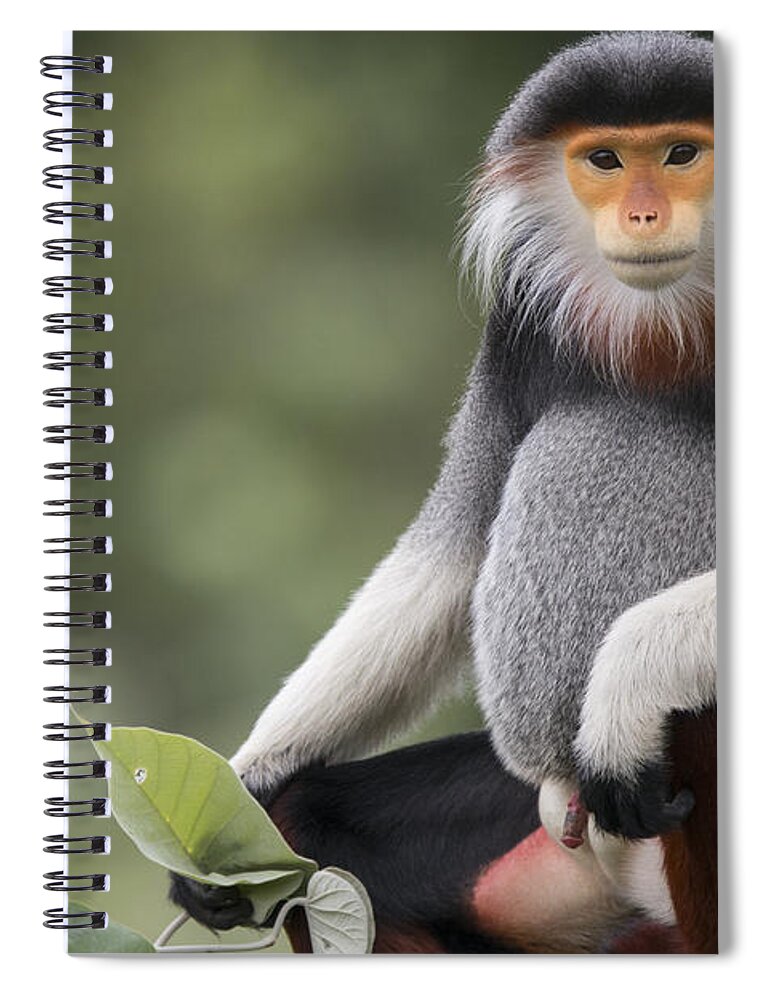 Cyril Ruoso Spiral Notebook featuring the photograph Douc Langur Male Vietnam by Cyril Ruoso