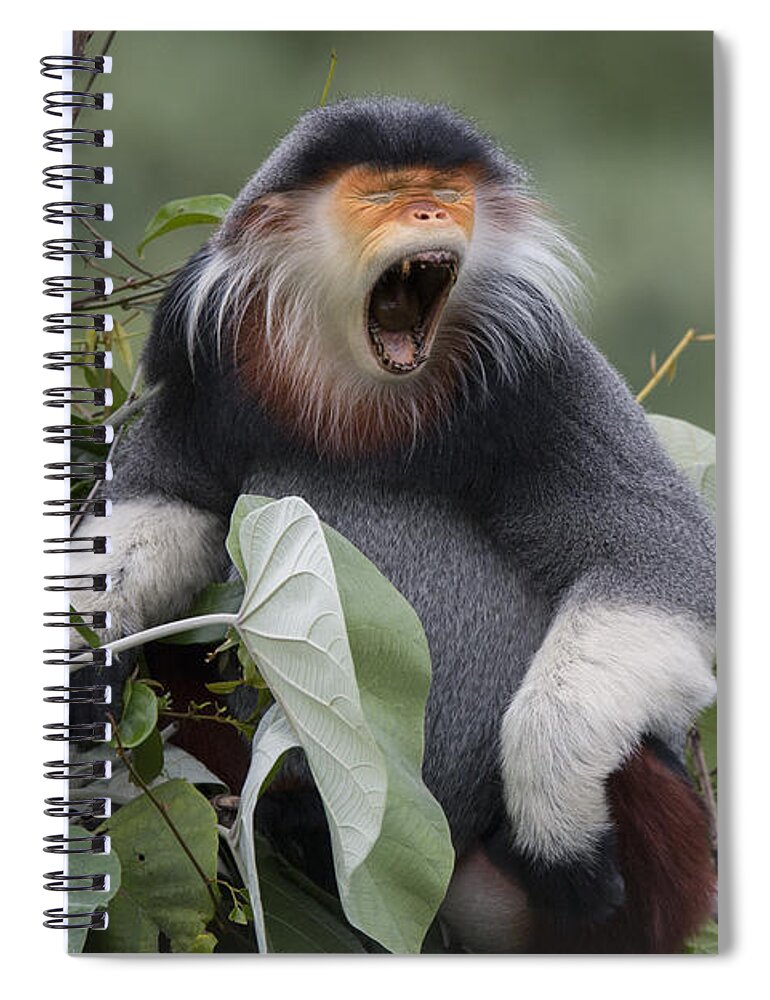 Cyril Ruoso Spiral Notebook featuring the photograph Douc Langur Male Yawning Vietnam by Cyril Ruoso