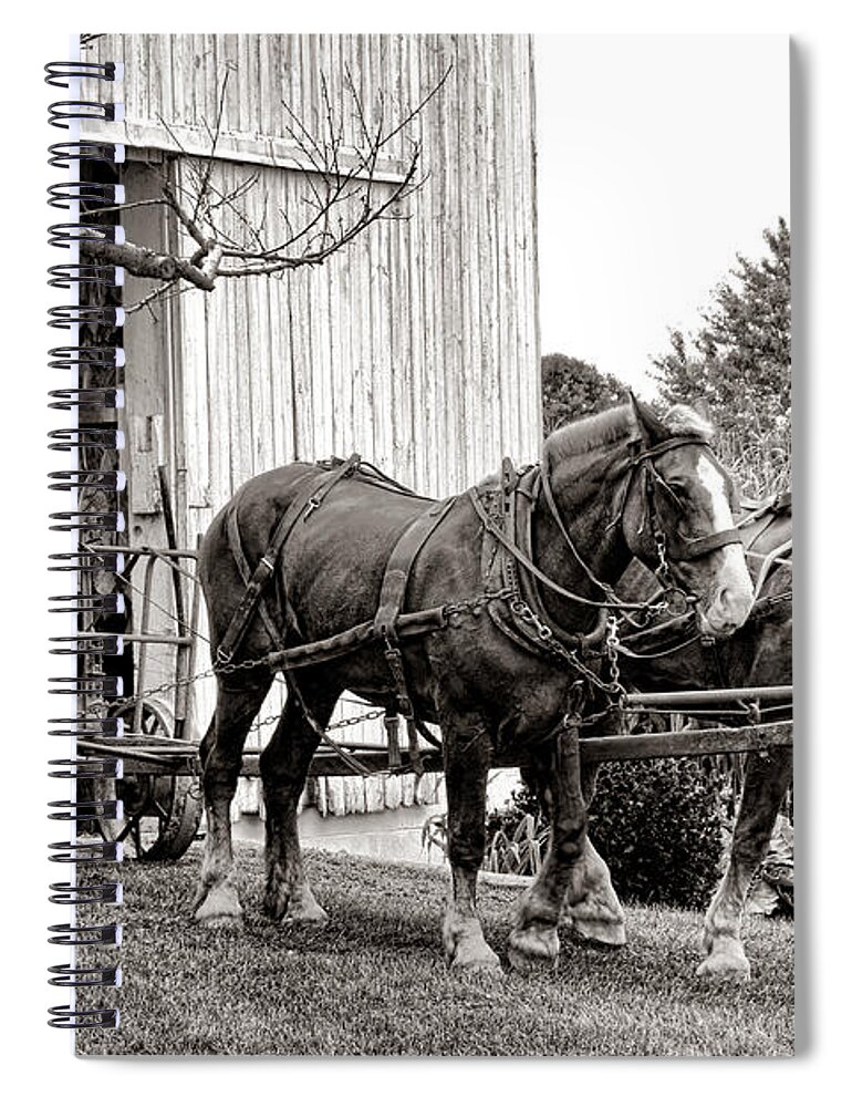 Draught Spiral Notebook featuring the photograph Draft Horses at Work by Olivier Le Queinec