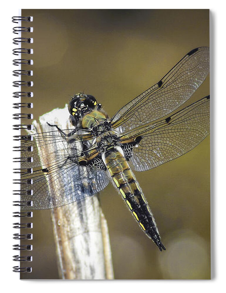 Dragonfly Detailed Spiral Notebook featuring the photograph Dragonfly Detailed by Mitch Shindelbower