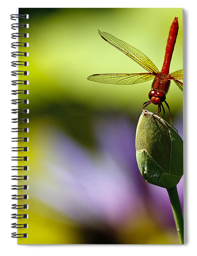 Dragonfly Display Spiral Notebook featuring the photograph Dragonfly Display by Wes and Dotty Weber