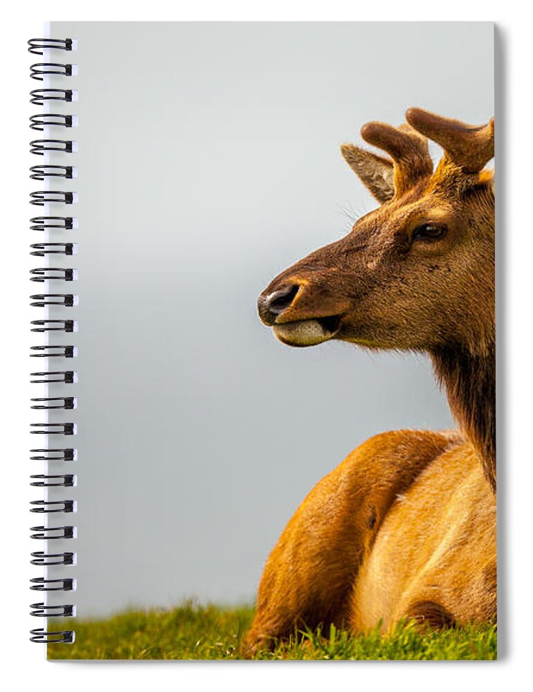 Big Horn Sheep Spiral Notebook featuring the photograph Drake Elk by Kevin Dietrich