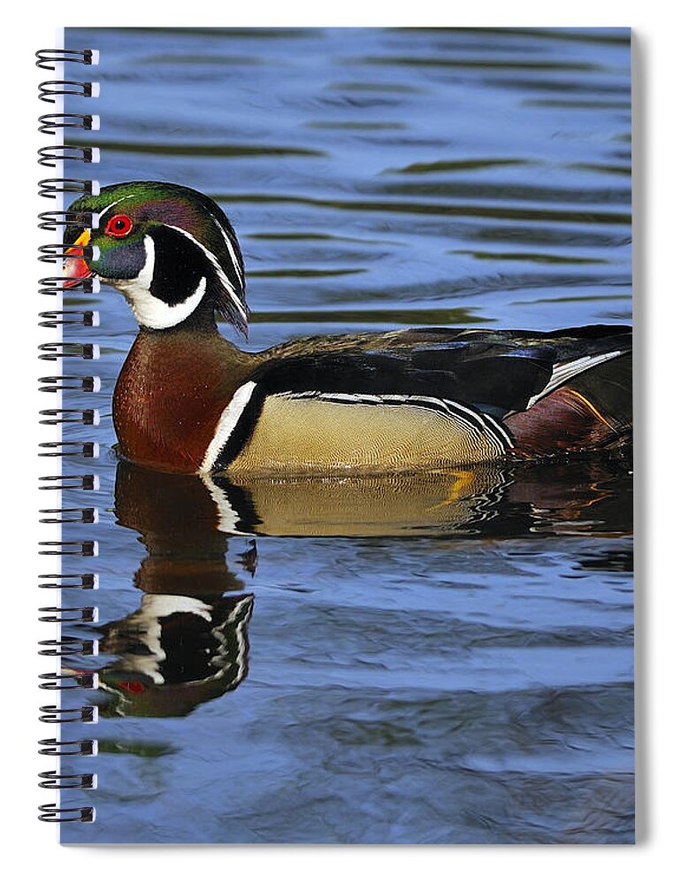 Wood Duck Spiral Notebook featuring the photograph Drake Wood Duck by Tony Beck