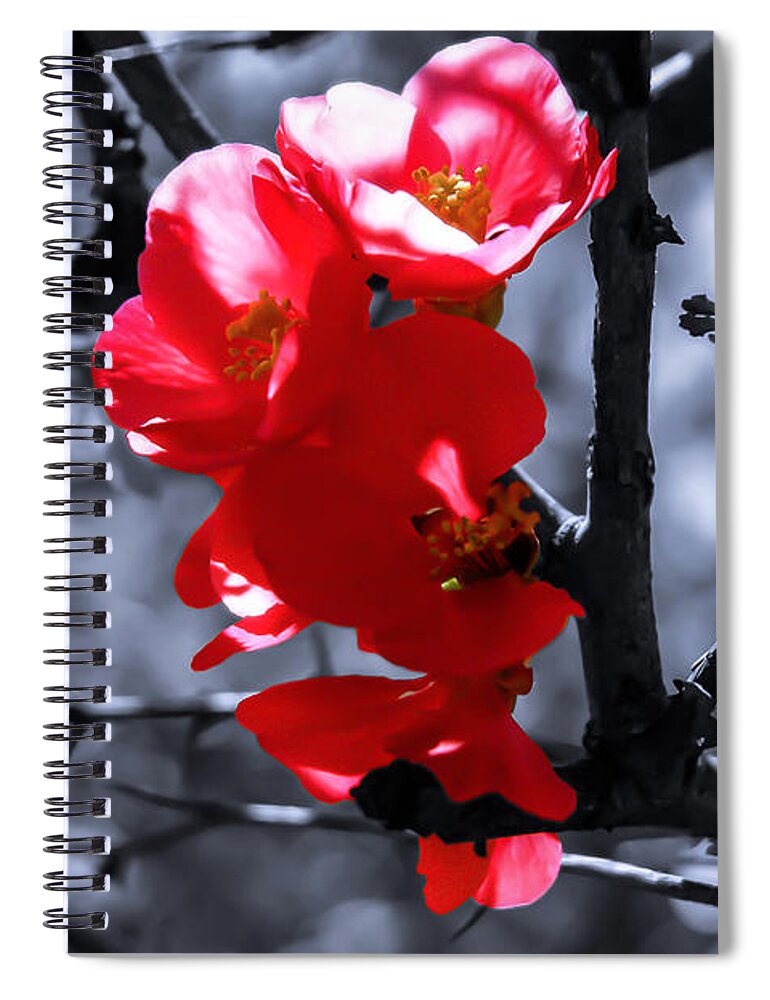 Red Flower Spiral Notebook featuring the photograph Dreamtime Magic by AM FineArtPrints