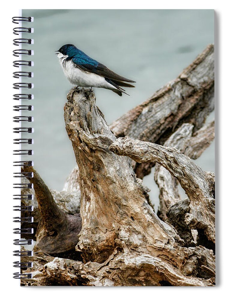 Bird Spiral Notebook featuring the photograph Driftwood Song by Jai Johnson