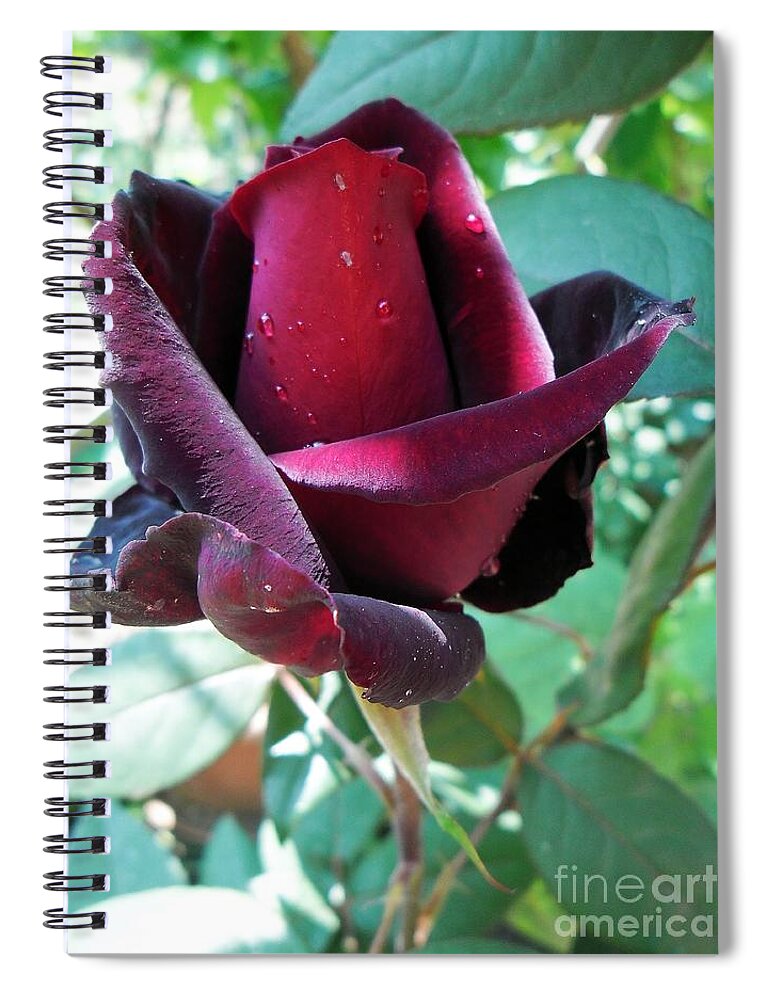 Red Roses Spiral Notebook featuring the photograph Droplets On The Petals by Vesna Martinjak