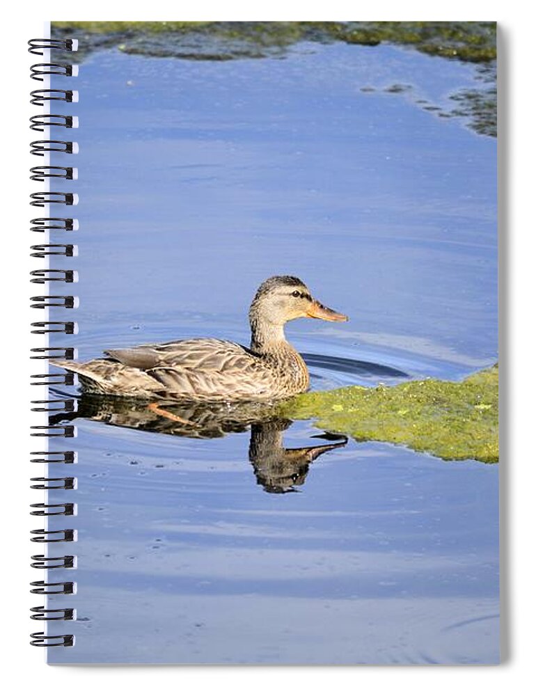 Duck Spiral Notebook featuring the photograph Duality Reflection by Bonfire Photography