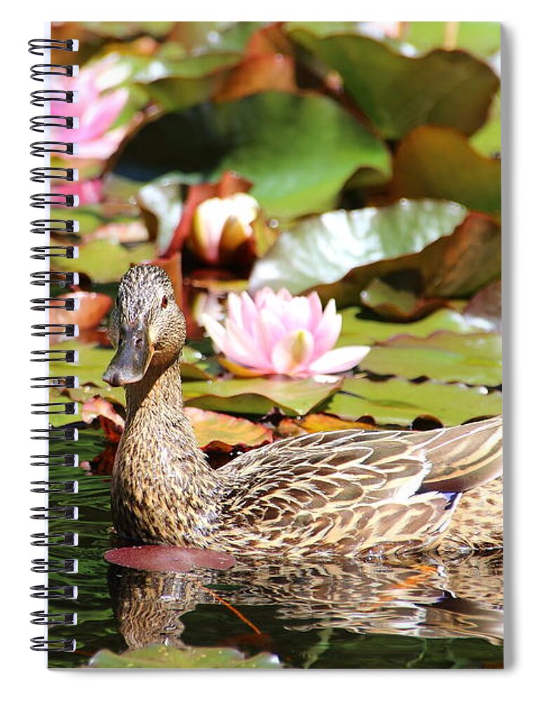 Lilies Spiral Notebook featuring the photograph Duck in the Water Lilies by Amanda Mohler