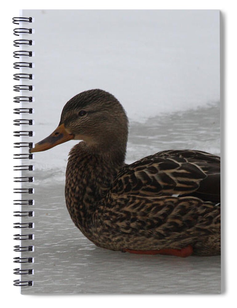 Duck On Ice Spiral Notebook featuring the photograph Duck on Ice by John Telfer