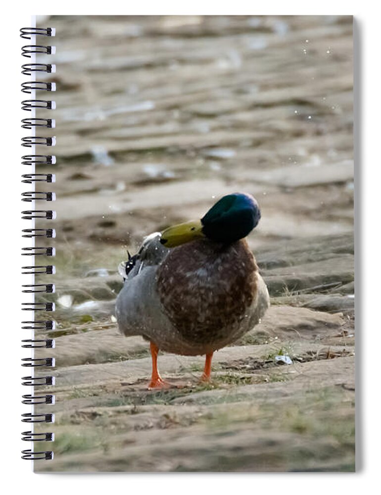 Duck Spiral Notebook featuring the photograph Duck Shakes It Off by Holden The Moment