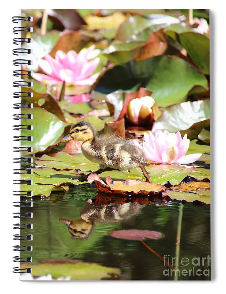 Ducklings Spiral Notebook featuring the photograph Duckling running over the Water Lilies 2 by Amanda Mohler