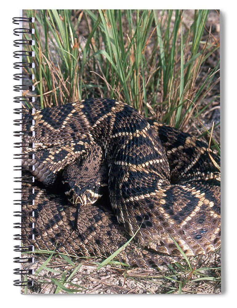Animal Spiral Notebook featuring the photograph Eastern Diamondback Rattlesnake by Karl H. Switak